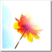 flor_creciendo
