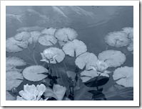 Flores caídas en el pantano de la vida.