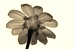 flor
