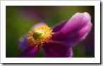 Flor