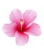 florecilla
