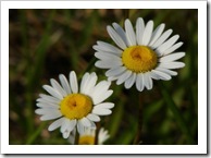 Flores