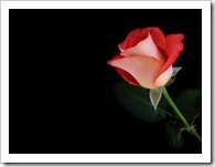 Rosas San Valentín