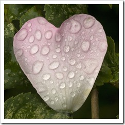 Corazón de mujer