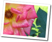 La rosa marchita es la más bonita.