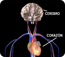 Cerebro - Corazón