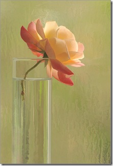 rosa3