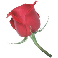 rosaa