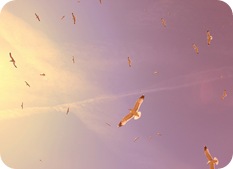 La esencia del perdón La esencia del perdón