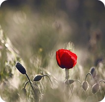 Nuestro amor muere…