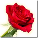 rosa3 rosa3