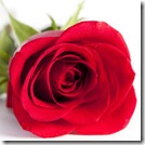 rosa4 rosa4