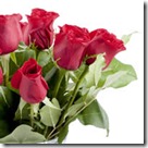 rosas3 rosas3