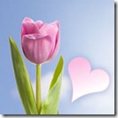 tulipan tulipan