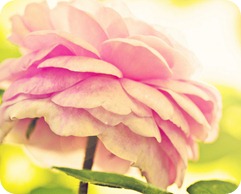 Florecer a una nueva oportunidad