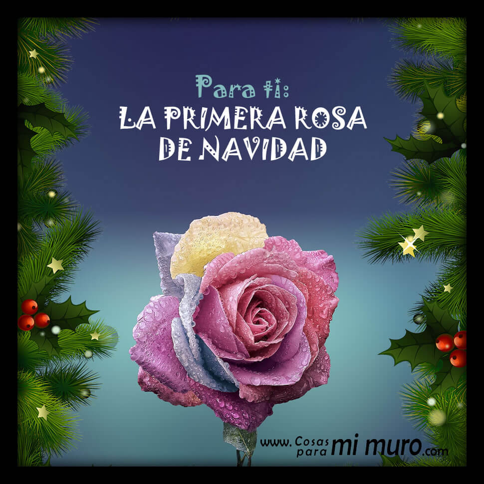 La primera rosa de Navidad La primera rosa de Navidad