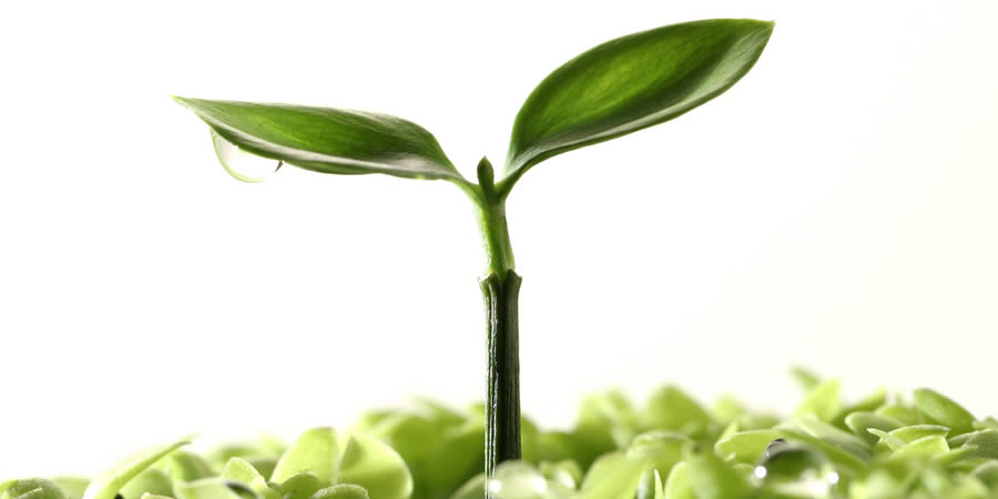 La salud y las plantas