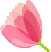 tulipanrosa