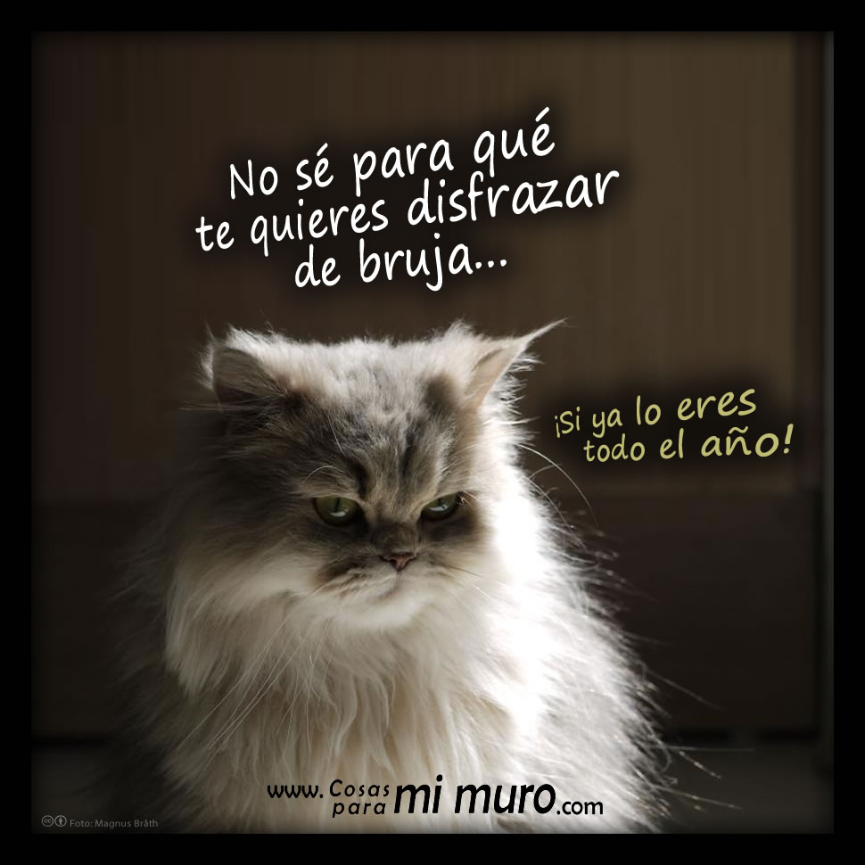 ¿Te disfrazarás de bruja? ¿Te disfrazarás de bruja?