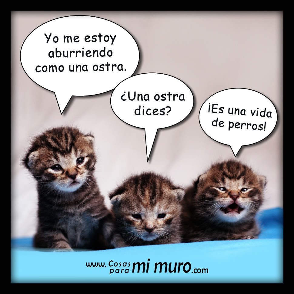 Aburrirse como una ostra es vida de perros