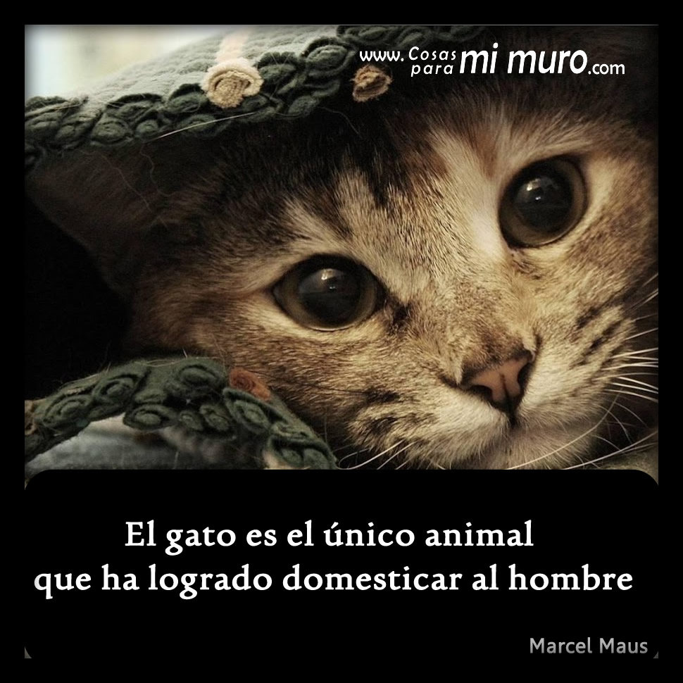 El gato es el &uacute;nico animal que ha logrado domesticar al hombre