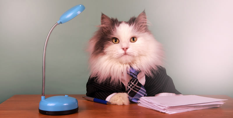 Tener un gato no te permitir&aacute; volverte una cre&iacute;da