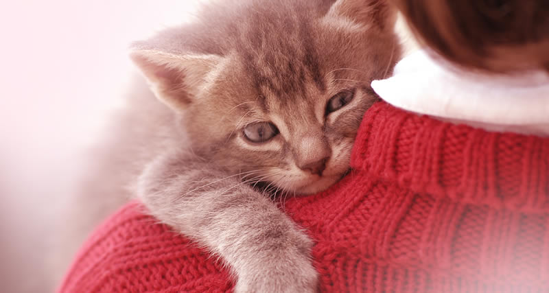Los gatos son amorosos